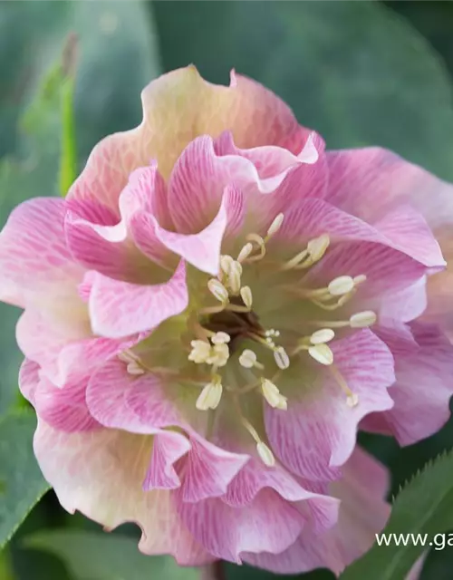 Helleborus x orientalis 'Double Ellen Pink'