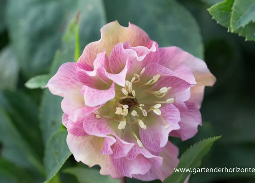 Helleborus x orientalis 'Double Ellen Pink'