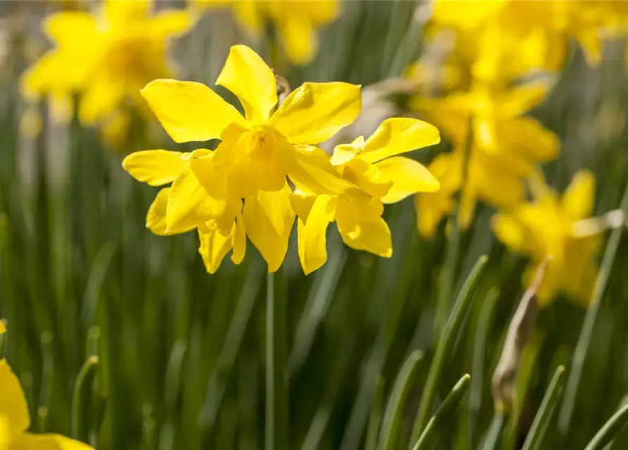 Narzisse 'Botanische Mischung'