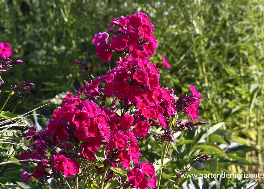 Hohe Flammenblume