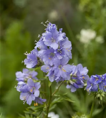 Kriechende Garten-Jakobsleiter 'Blue Pearl'