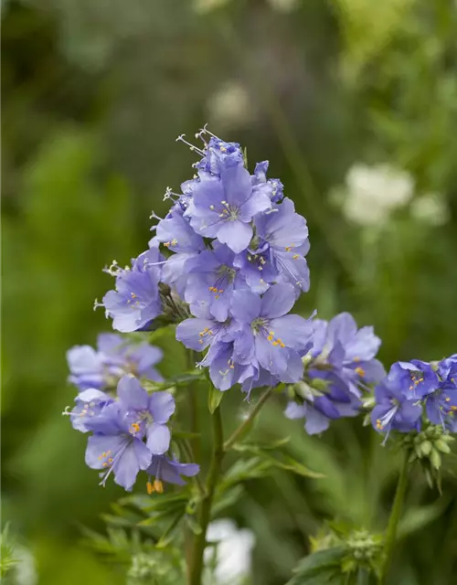 Kriechende Garten-Jakobsleiter 'Blue Pearl'