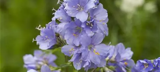 Kriechende Garten-Jakobsleiter 'Blue Pearl'