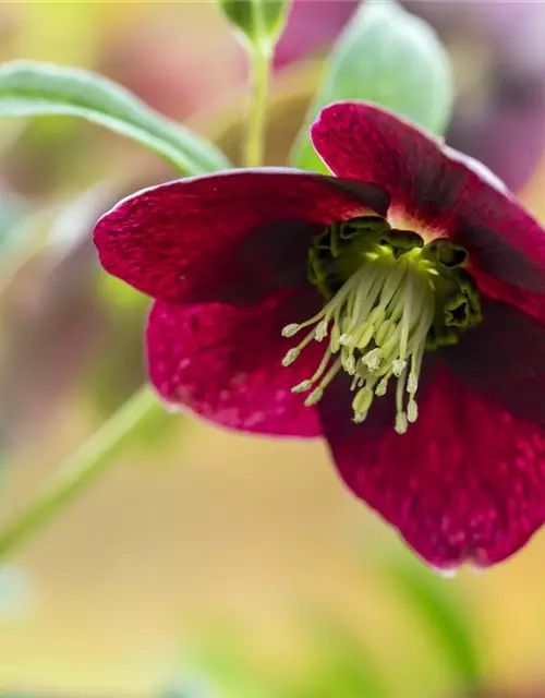 Helleborus x orientalis, rot