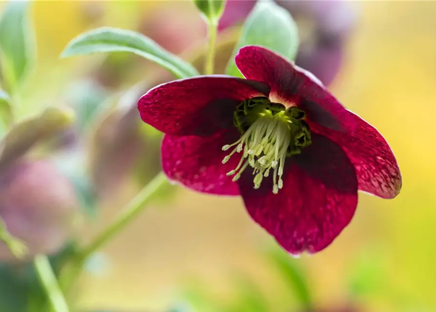 Helleborus x orientalis, rot