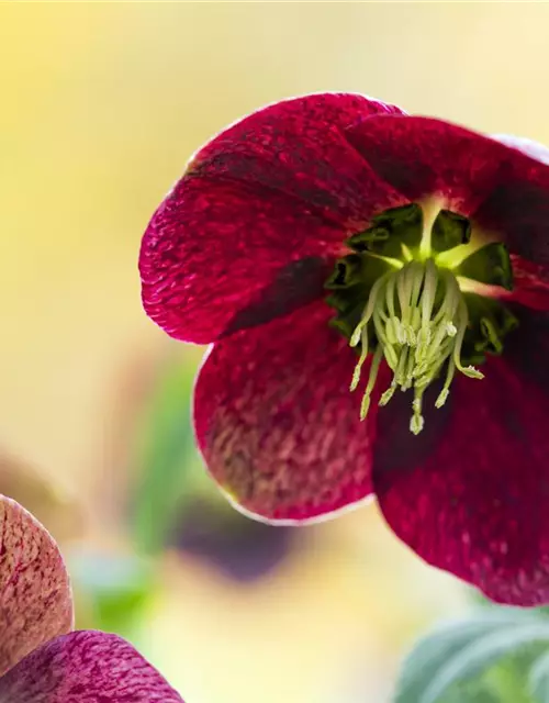 Helleborus x orientalis, rot