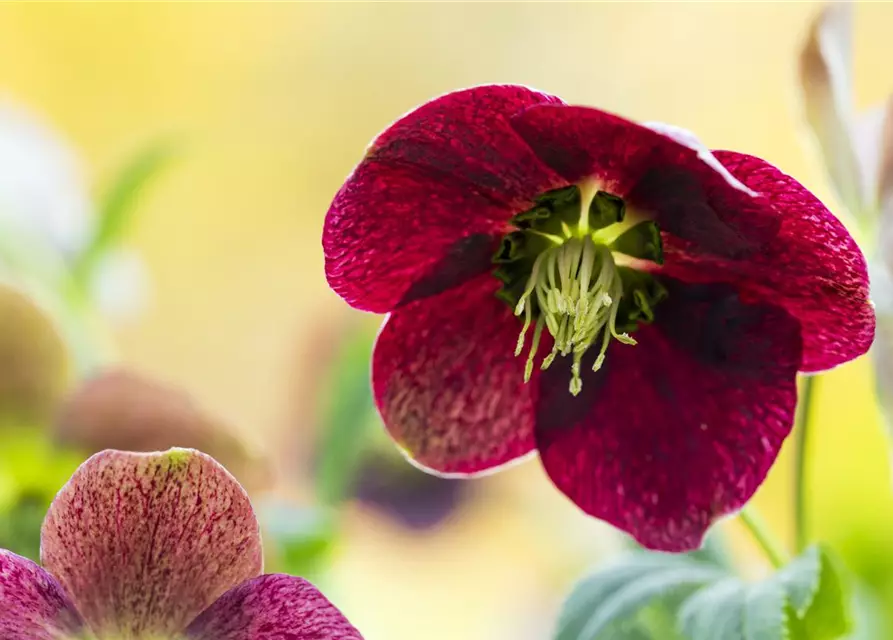 Helleborus x orientalis, rot