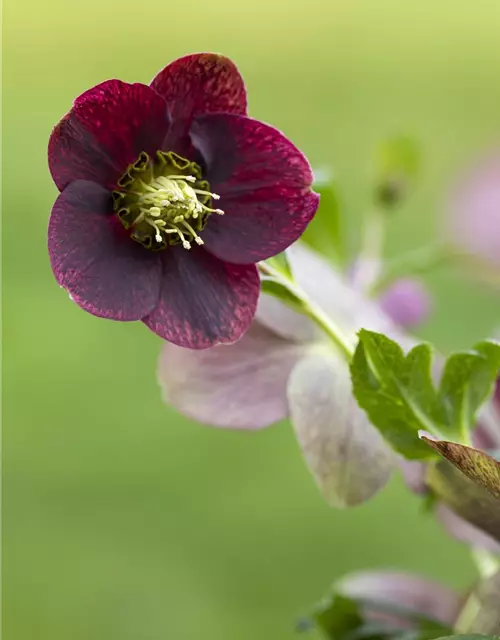 Helleborus x orientalis, rot