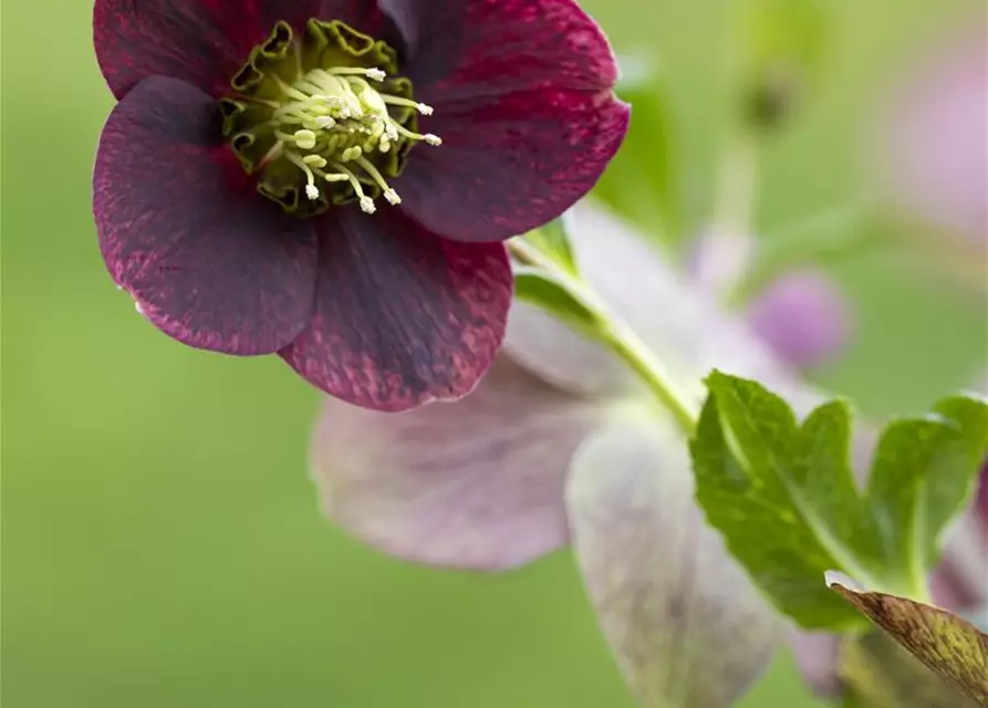 Helleborus x orientalis, rot