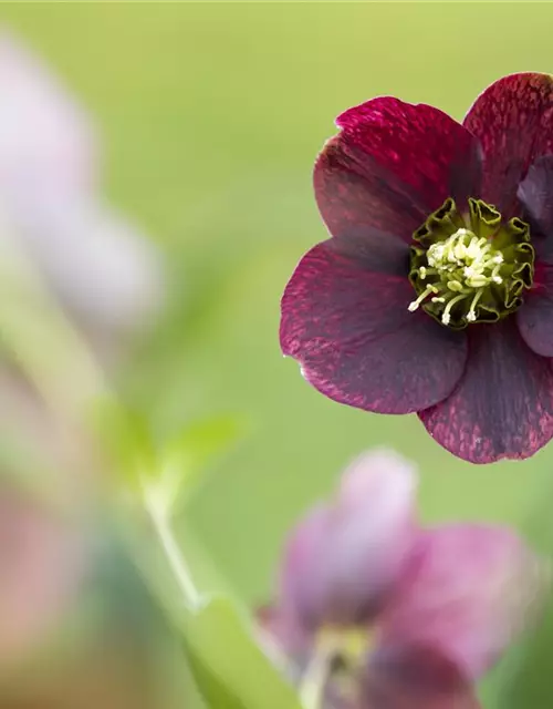 Helleborus x orientalis, rot