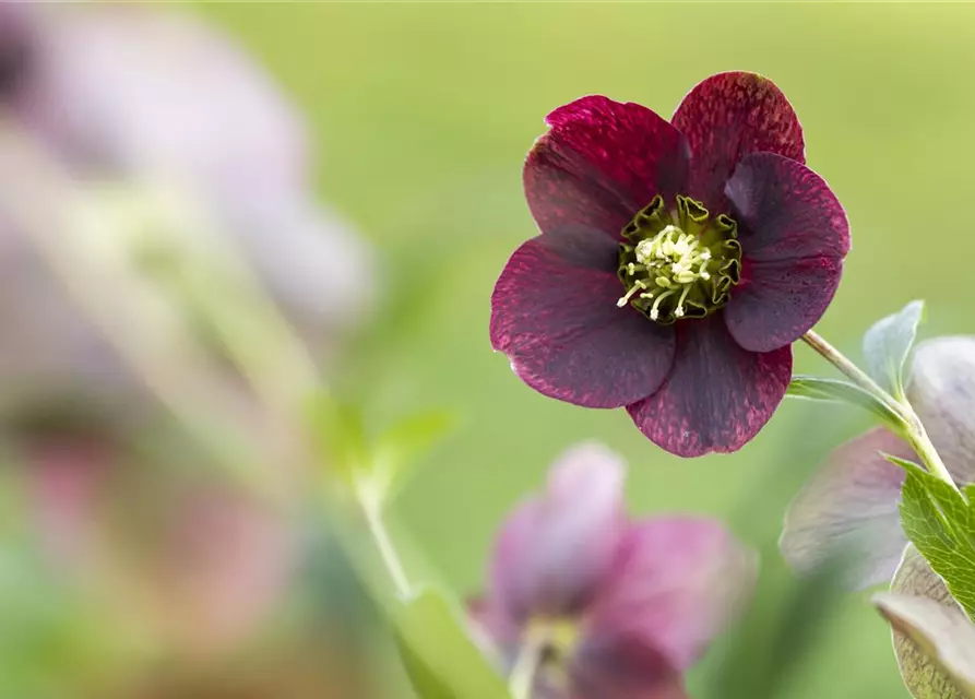 Helleborus x orientalis, rot