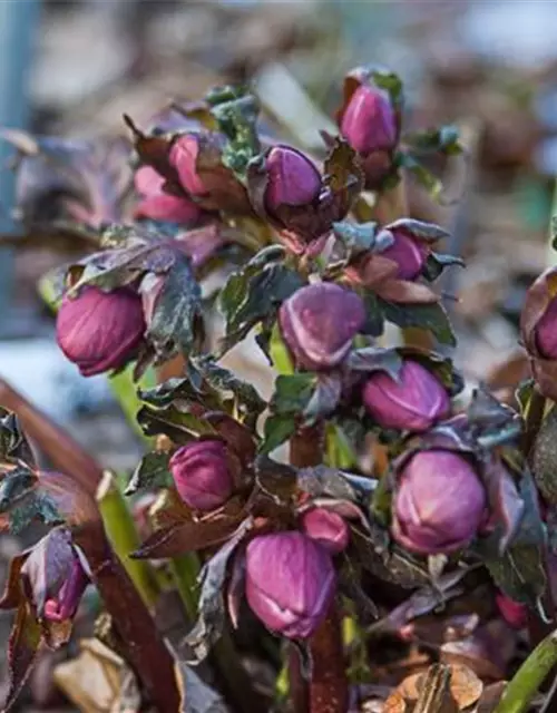 Helleborus x orientalis, rot