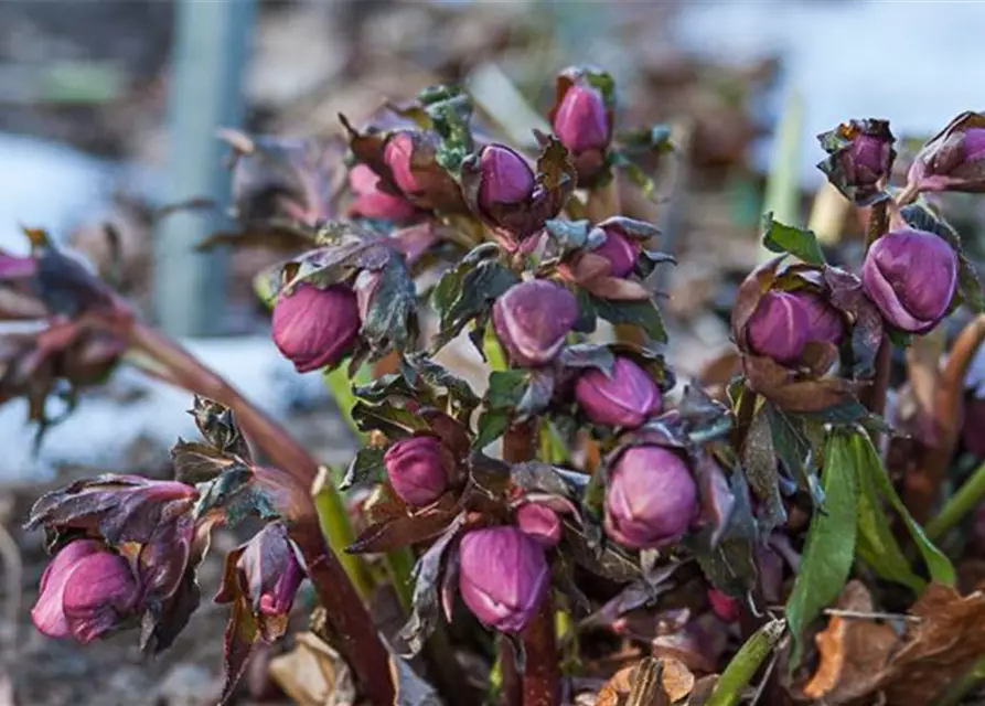 Helleborus x orientalis, rot