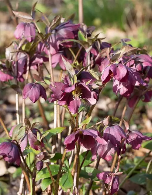 Helleborus x orientalis, rot