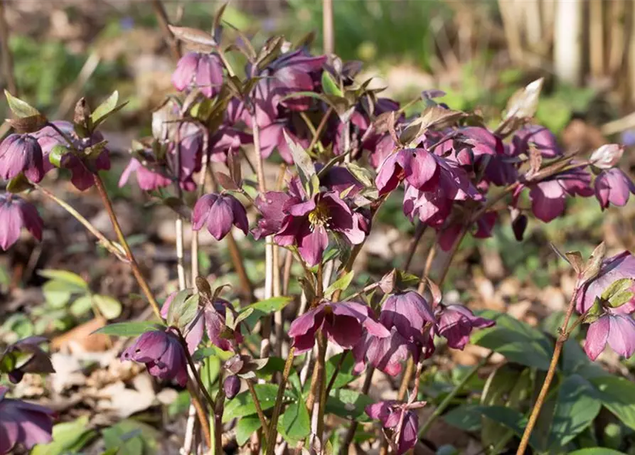 Helleborus x orientalis, rot