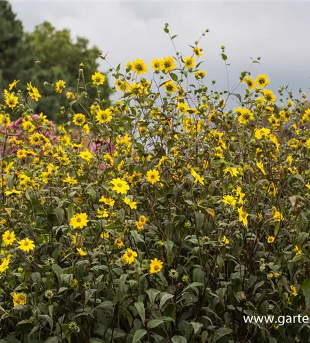 Kleinblumige Stauden-Sonnenblume