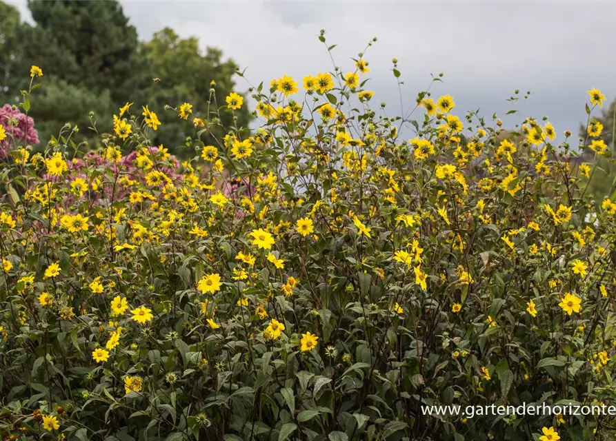 Kleinblumige Stauden-Sonnenblume