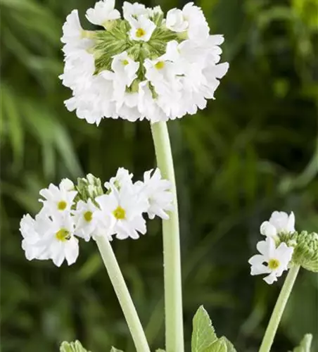 Kugelige Garten-Schlüsselblume 'Alba'