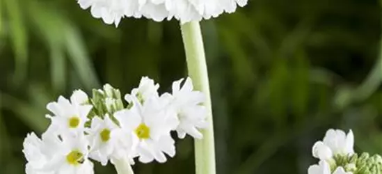 Kugelige Garten-Schlüsselblume 'Alba'