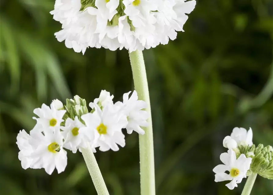 Kugelige Garten-Schlüsselblume 'Alba'