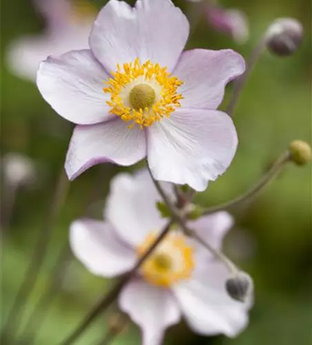 Herbst-Anemone