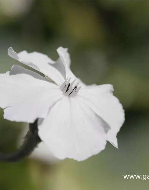 Lychnis coronaria 'Alba'