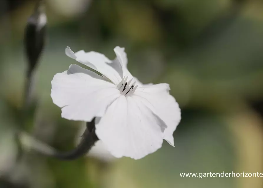 Lychnis coronaria 'Alba'