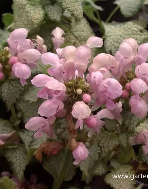 Lamium maculatum 'Pink Pewter'