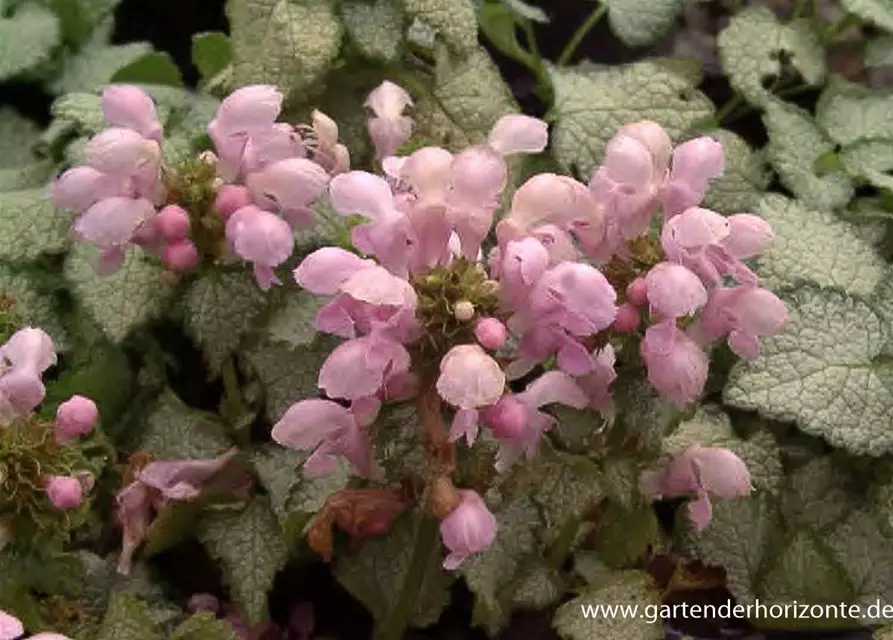 Lamium maculatum 'Pink Pewter'