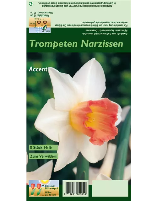 Narzisse 'Accent'