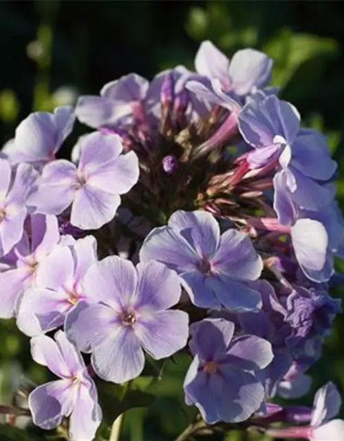 Hohe Garten-Flammenblume