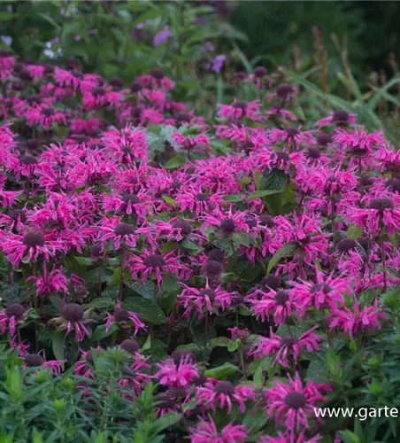 Monarda didyma 'Pink Lace' -R-