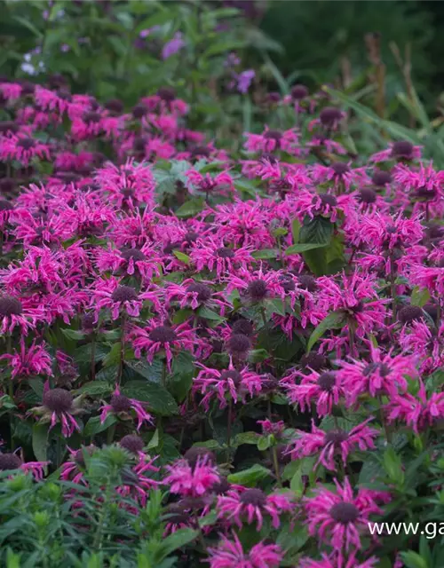 Monarda didyma 'Pink Lace' -R-