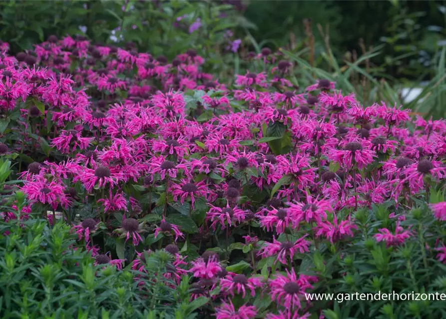 Monarda didyma 'Pink Lace' -R-