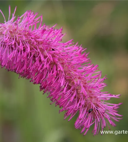 Japanischer Wiesenknopf