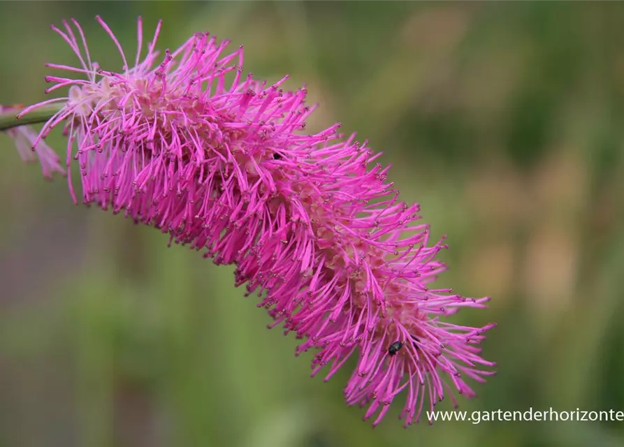 Japanischer Wiesenknopf