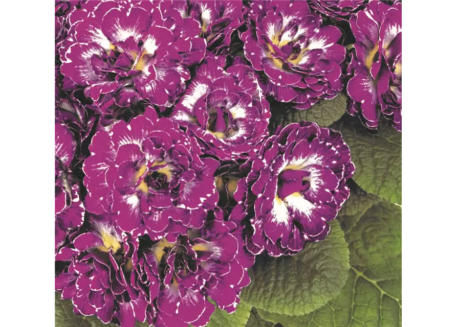 Kissen-Primel 'Belarina Pink Ice'