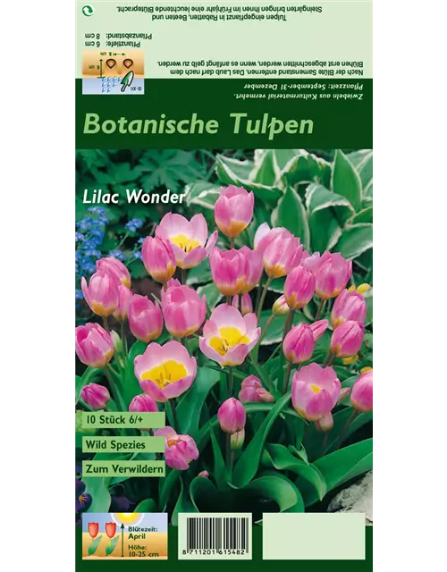 Kretische Tulpe 'Lilac Wonder'