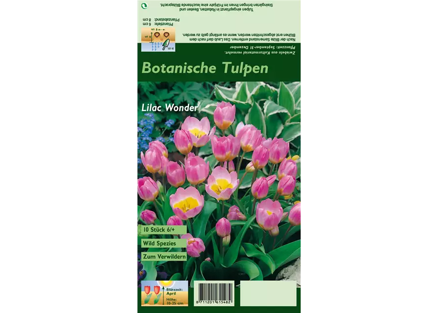 Kretische Tulpe 'Lilac Wonder'