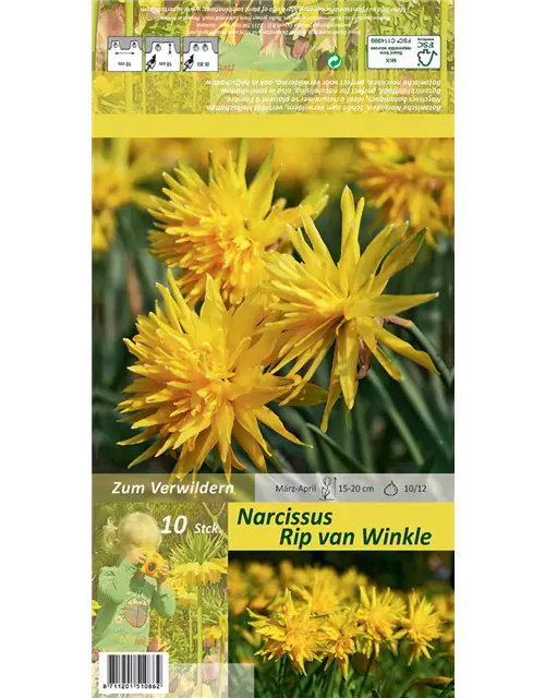 Narzisse 'Rip Van Winkle'