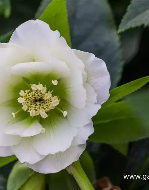 Helleborus x orientalis 'Double Ellen White'