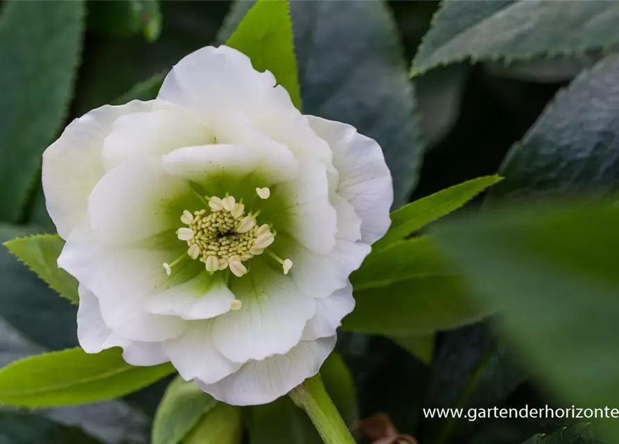 Helleborus x orientalis 'Double Ellen White'