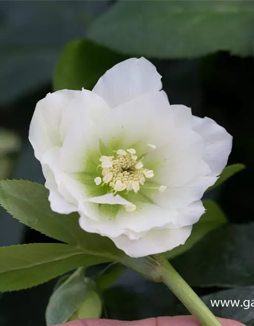 Helleborus x orientalis 'Double Ellen White'