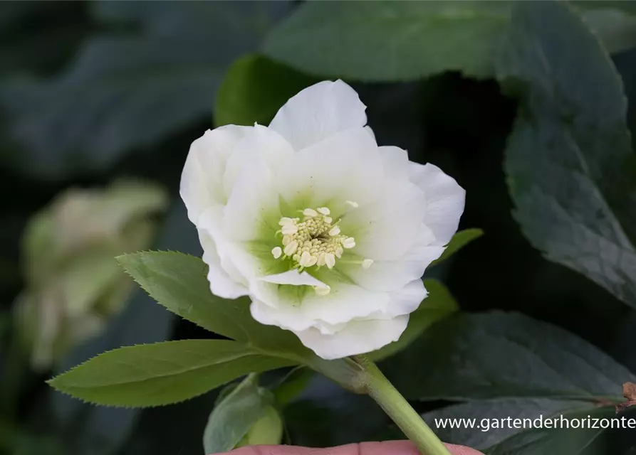 Helleborus x orientalis 'Double Ellen White'