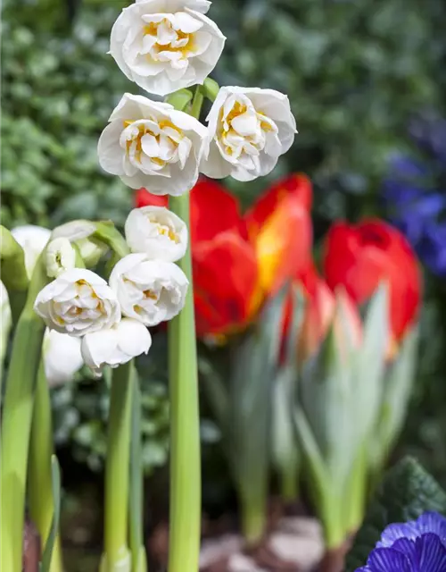 Narzisse 'Bridal Crown'