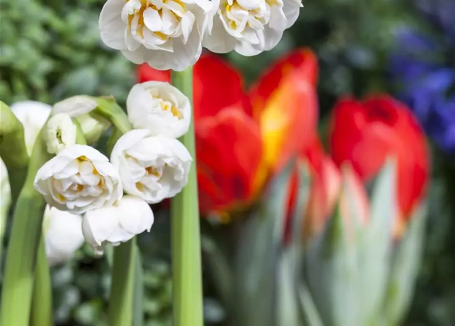 Narzisse 'Bridal Crown'