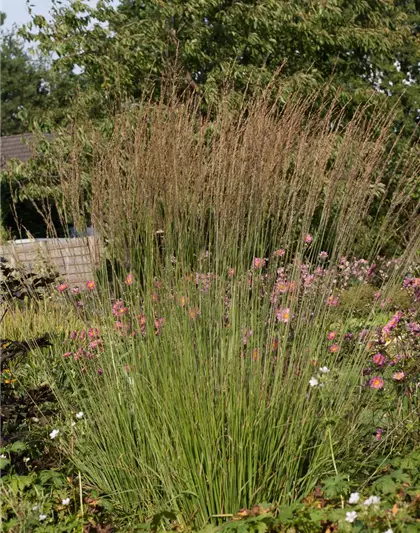 Kleines Garten-Pfeifengras 'Heidebraut'