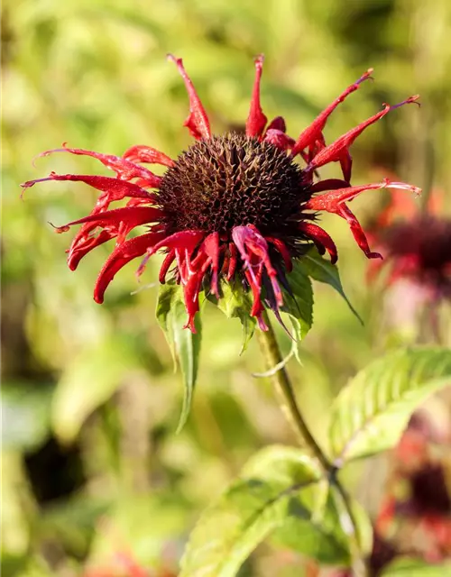 Monarda didyma 'Squaw'