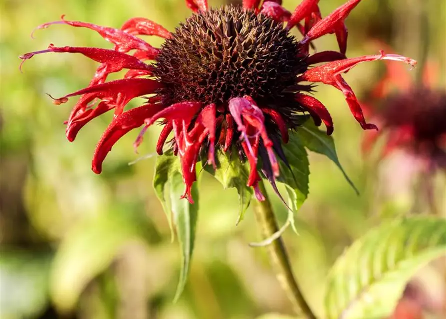 Monarda didyma 'Squaw'