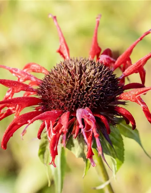 Monarda didyma 'Squaw'